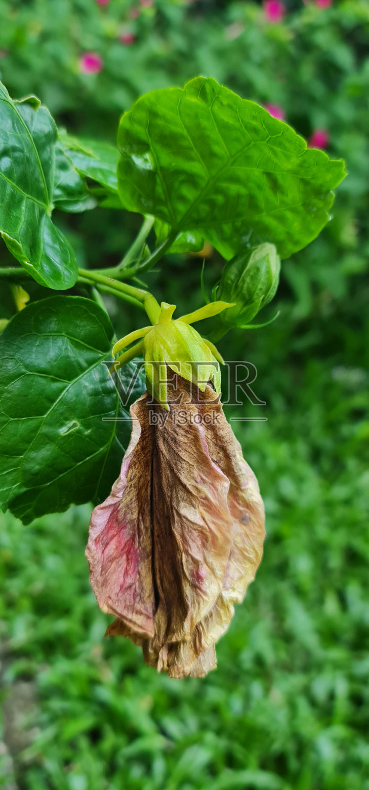 一棵枯萎的木槿花树是褐色的，旁边是还没有开花的花蕾，背景是绿色的叶子。照片摄影图片