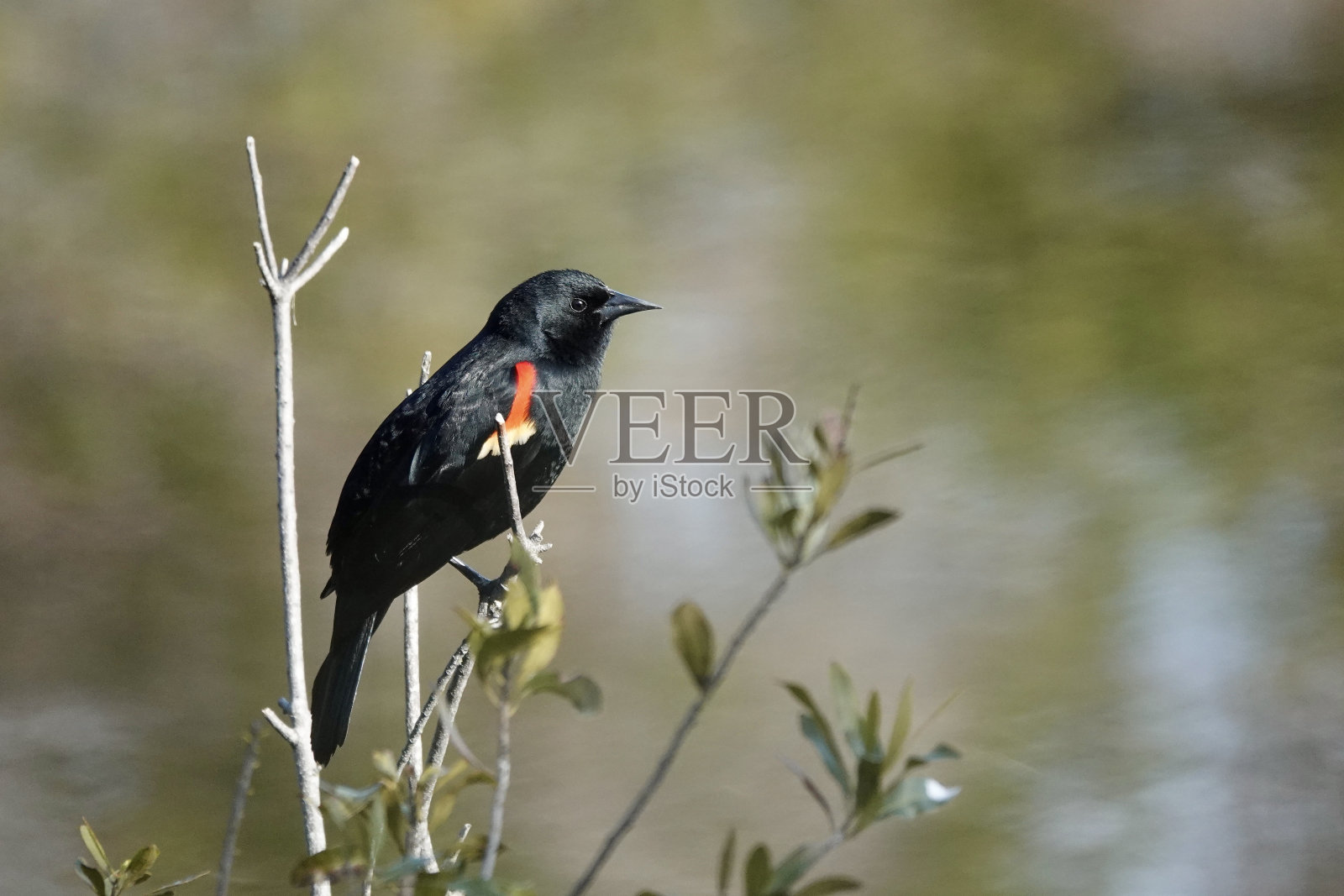 雄性红翼黑鹂侧面照片摄影图片