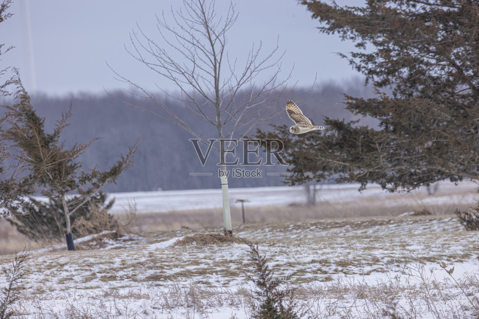 短耳猫头鹰飞过树林照片摄影图片