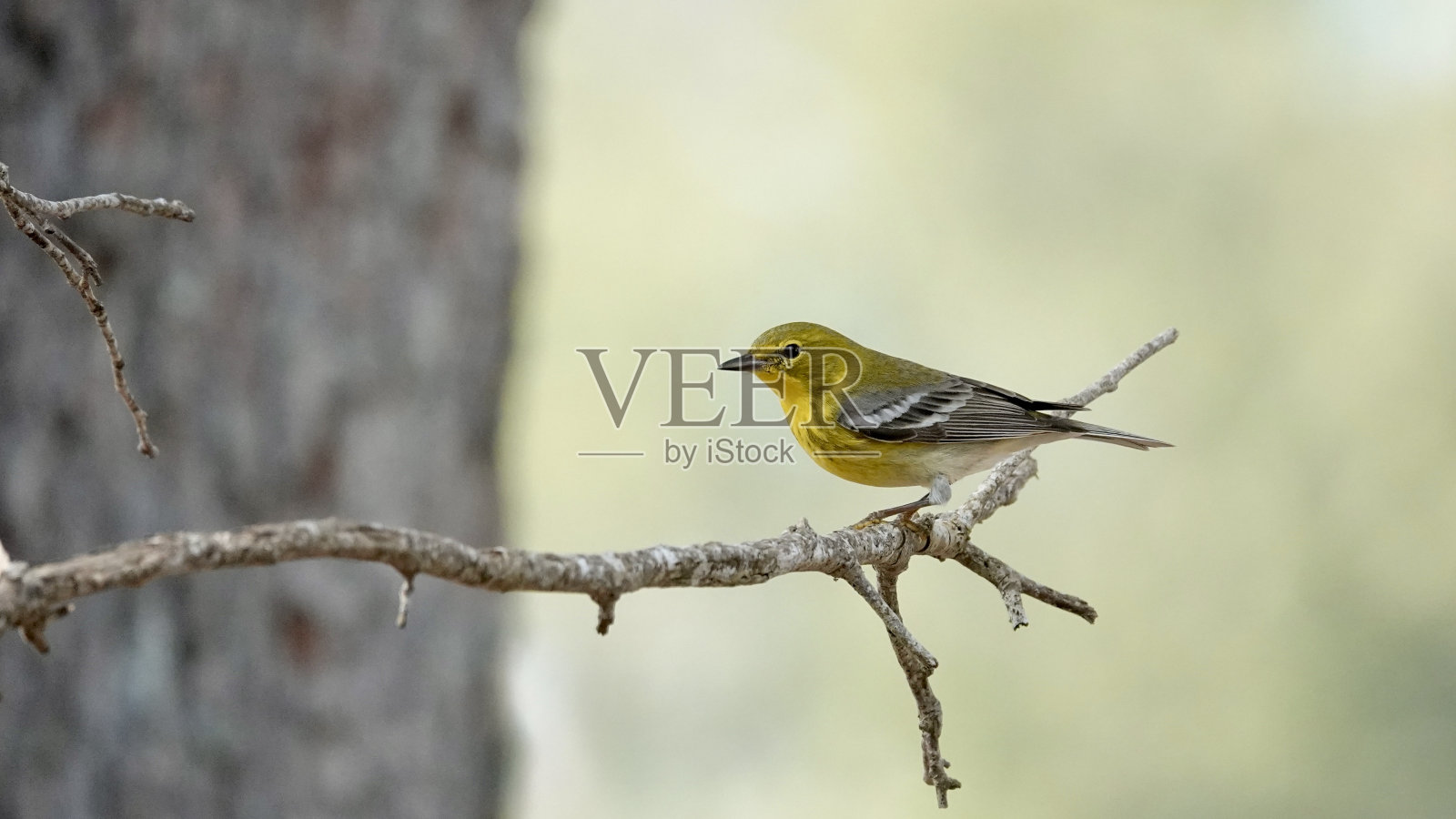 松莺简介照片摄影图片