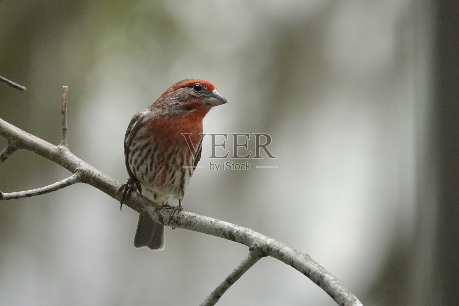 雄性家雀肖像照片摄影图片