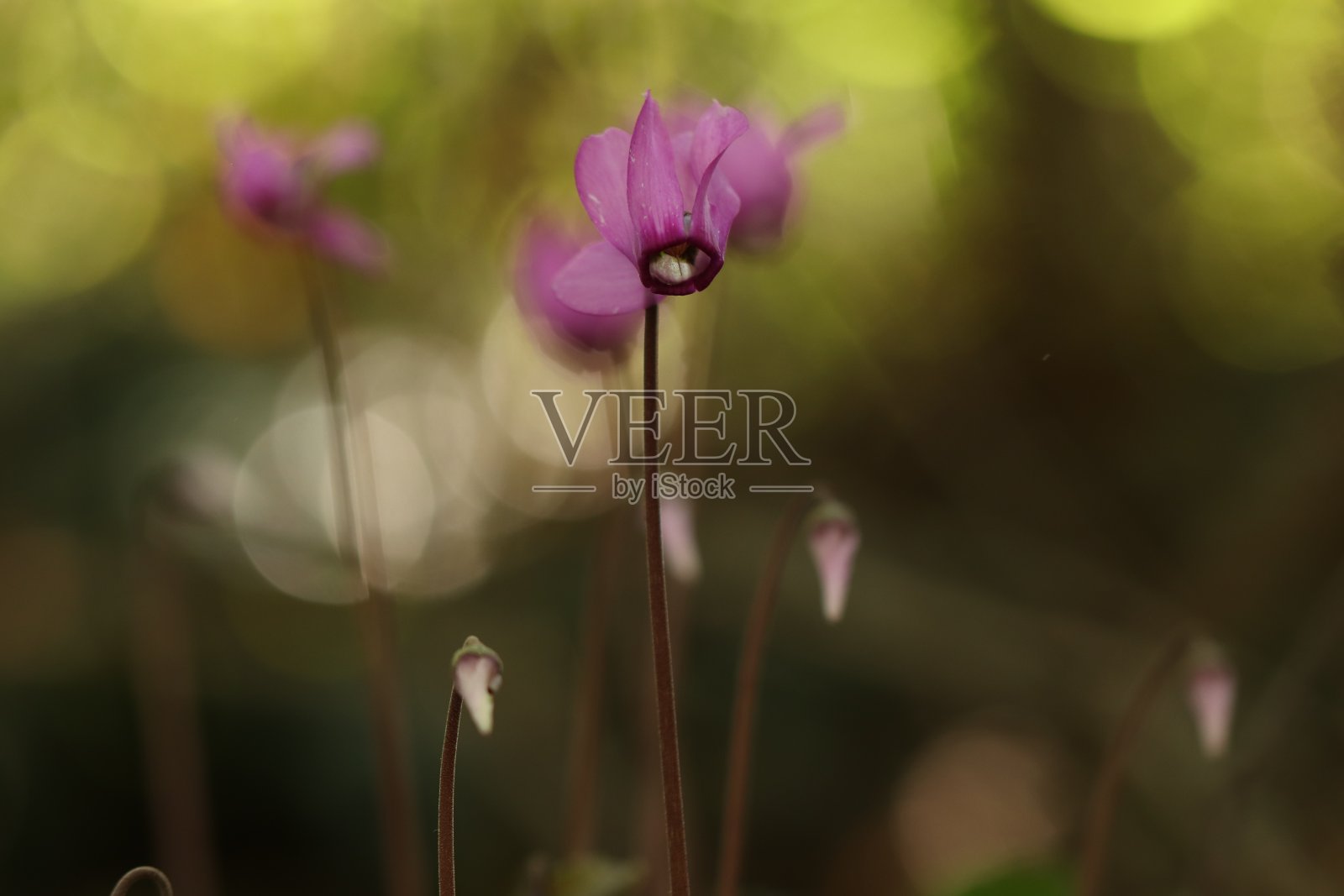 仙客来的花照片摄影图片