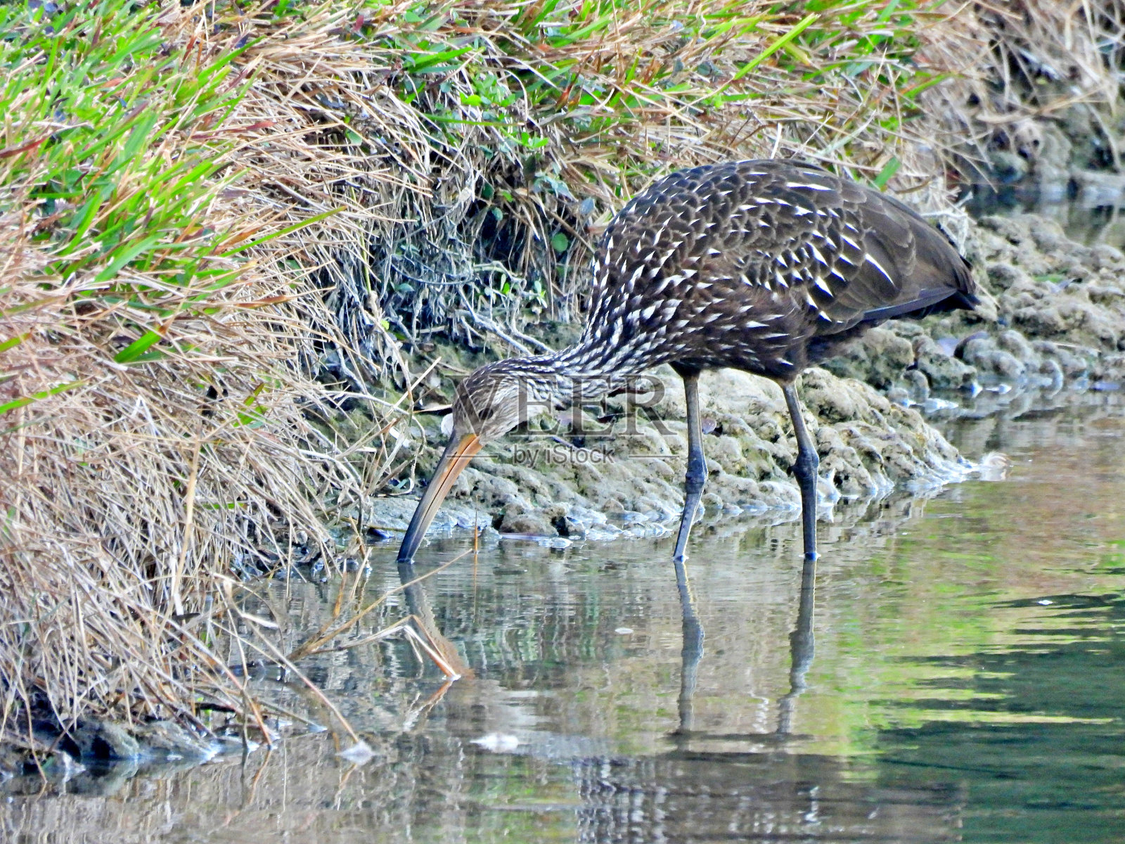 Limpkin (Aramus guarauna) -在湖中觅食照片摄影图片