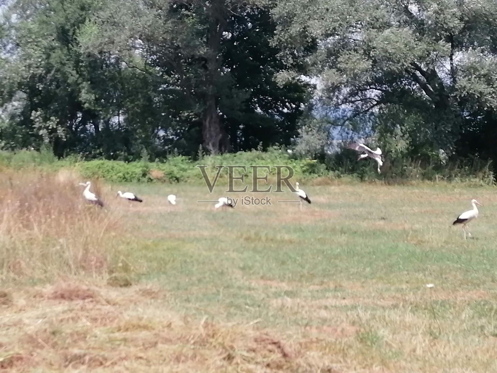 鹳照片摄影图片