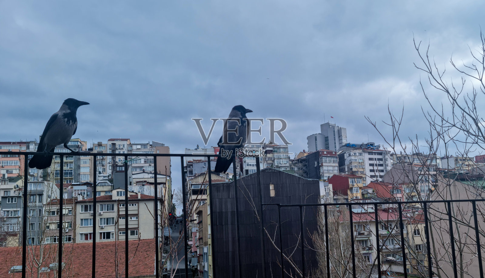 乌鸦鸟享受照片摄影图片