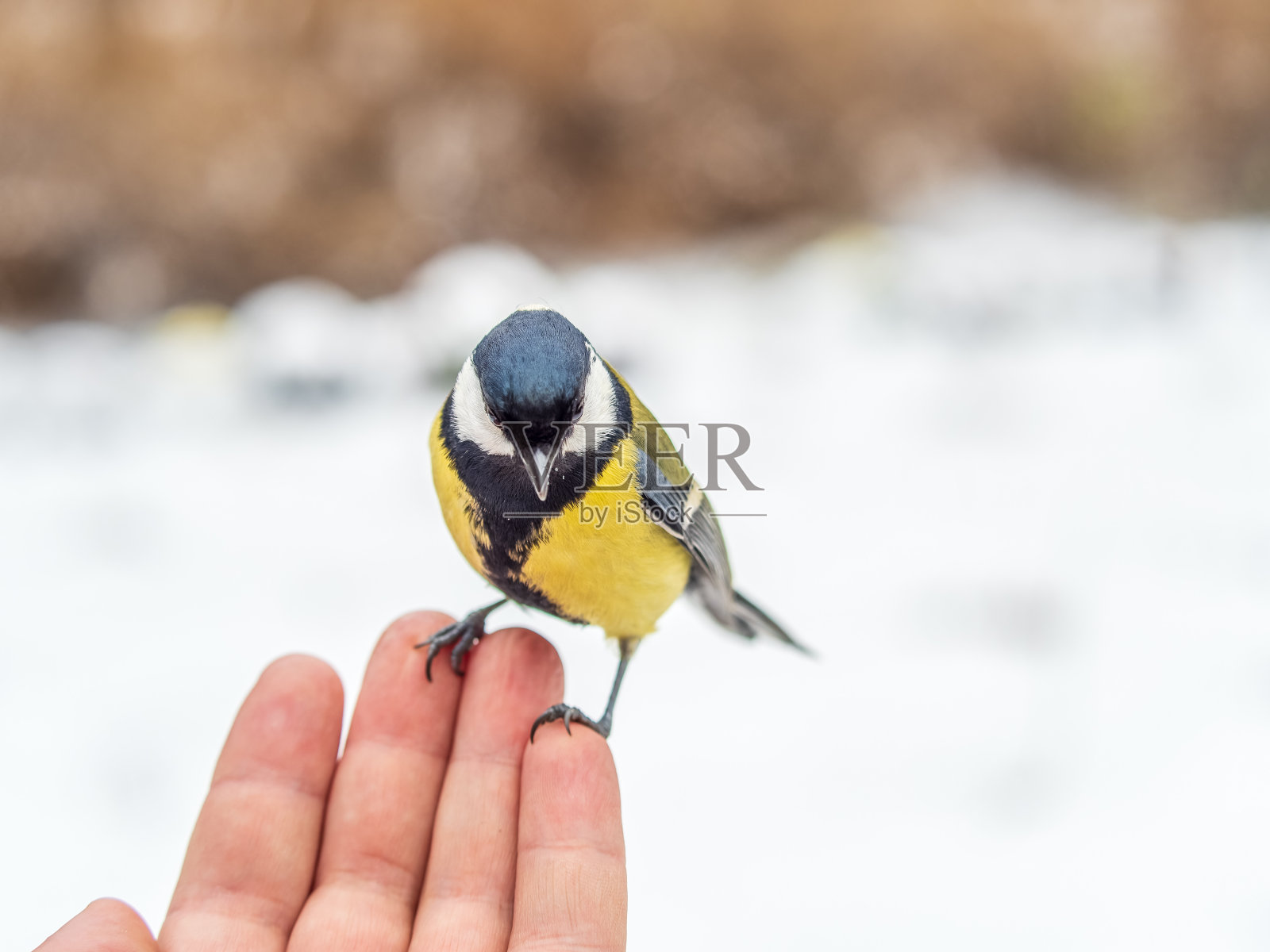 山雀坐在人的手上吃种子。照片摄影图片