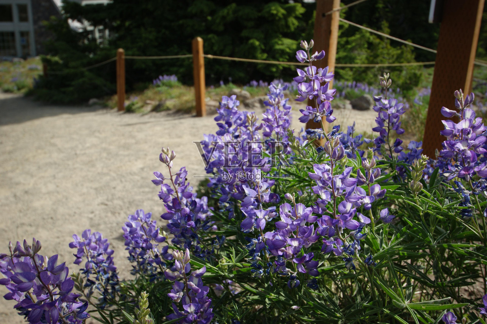 花植物紫草地被植物开花植物照片摄影图片