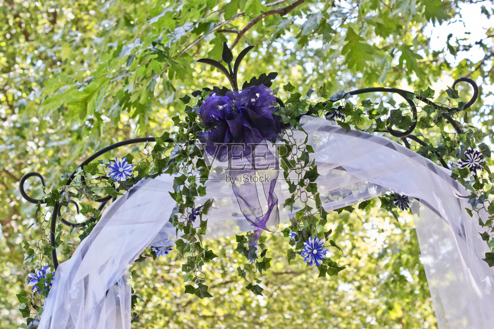 花植物叶植物学蔚蓝枝照片摄影图片