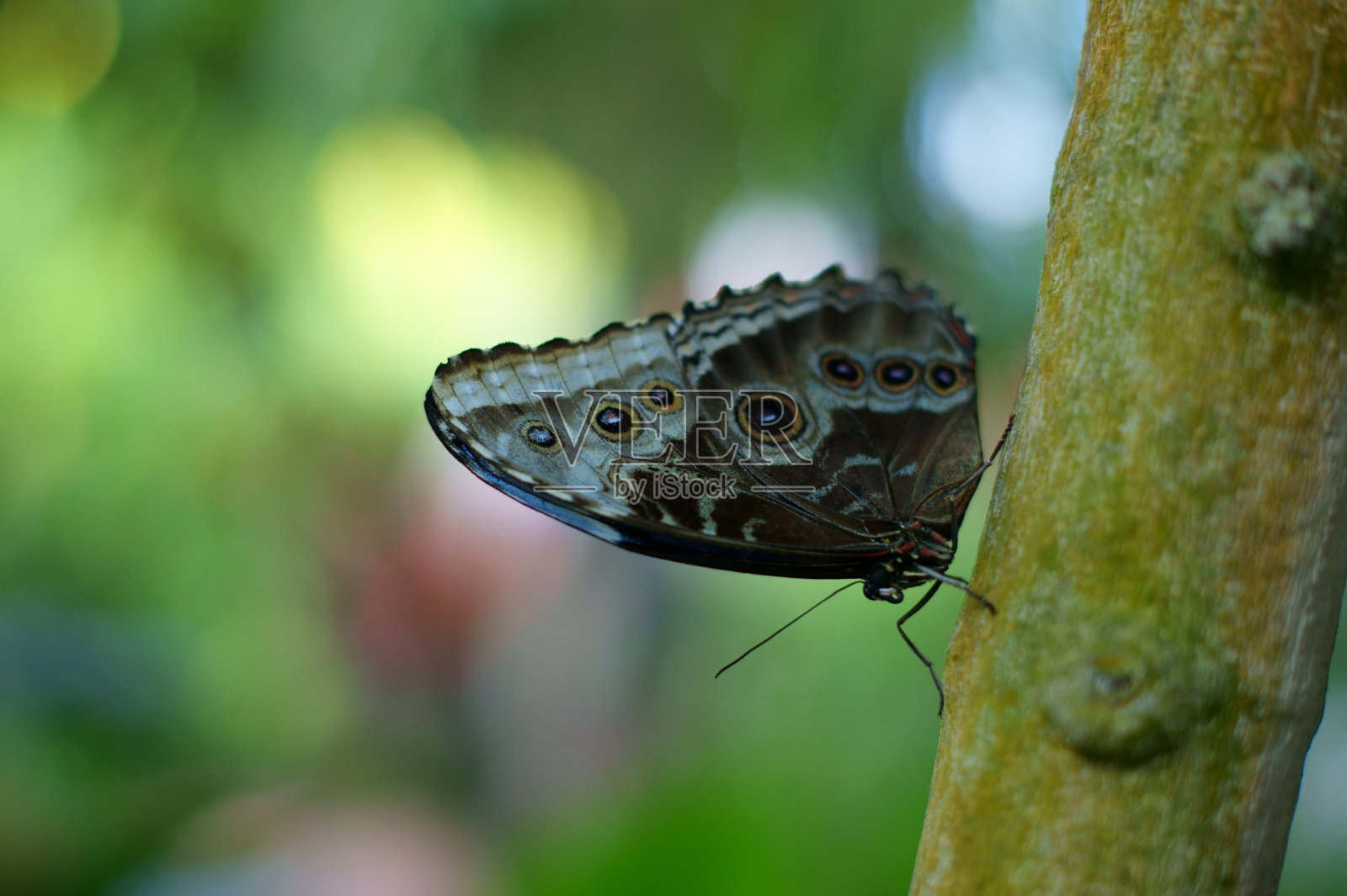 传粉者昆虫蝴蝶节肢动物植物飞蛾和蝴蝶照片摄影图片