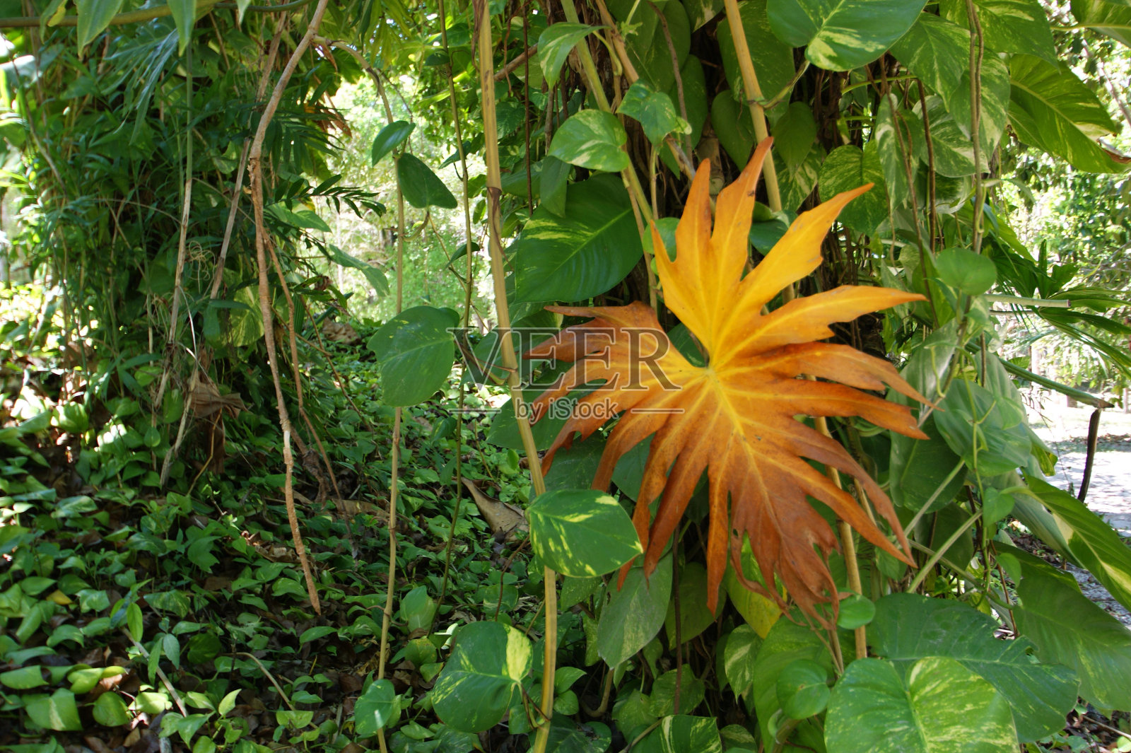 花卉植物花瓣陆生植物开花植物一年生植物照片摄影图片
