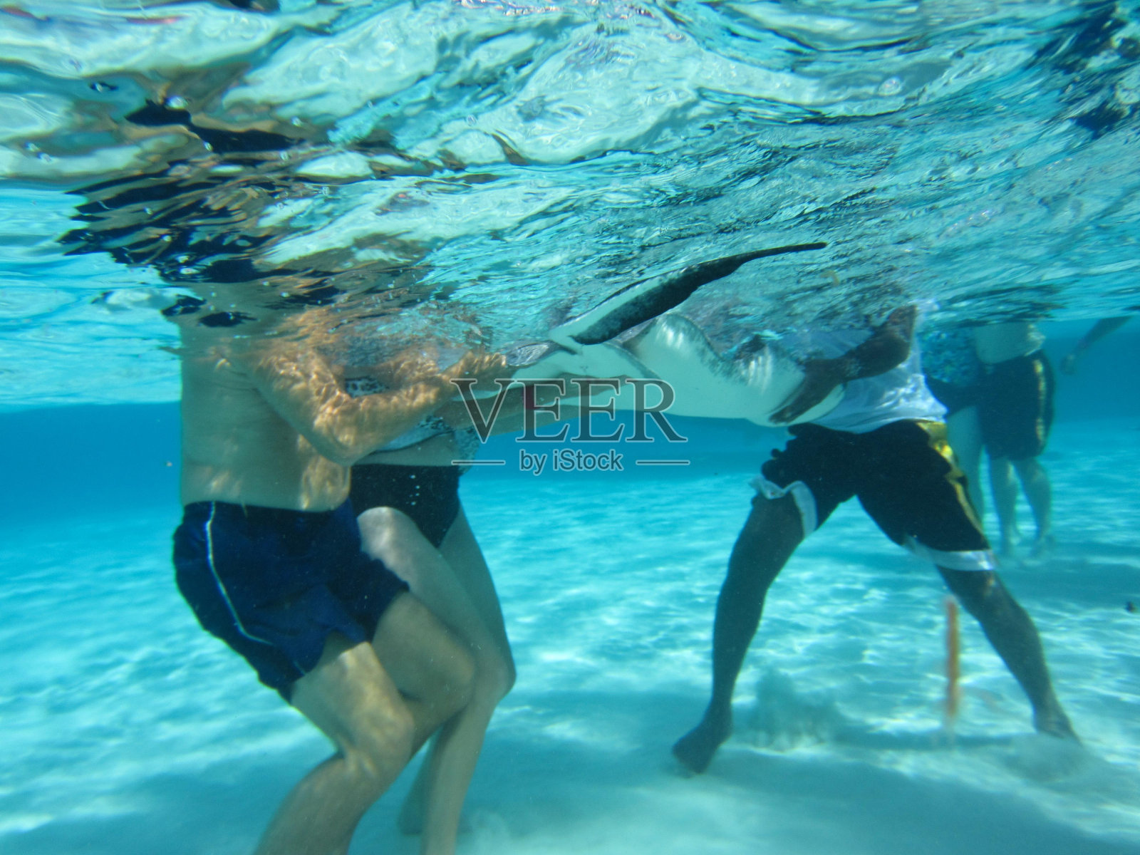 水脊椎动物水下蔚蓝生物流体照片摄影图片