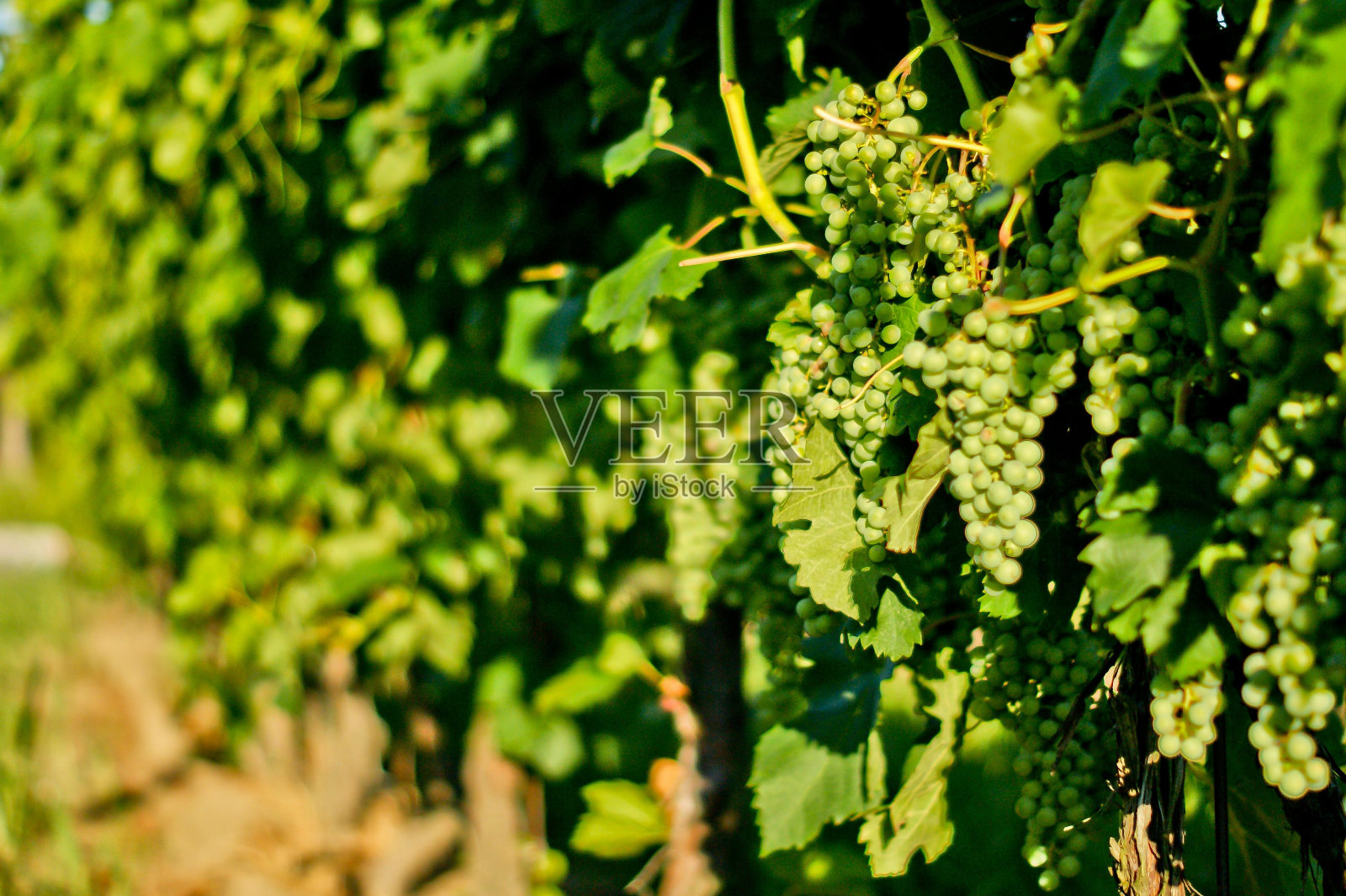 花植物陆生植物木本植物常绿开花植物照片摄影图片