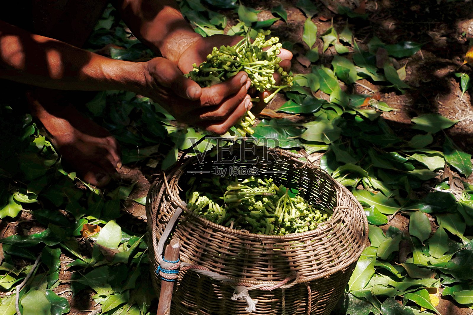 挑选丁香照片摄影图片