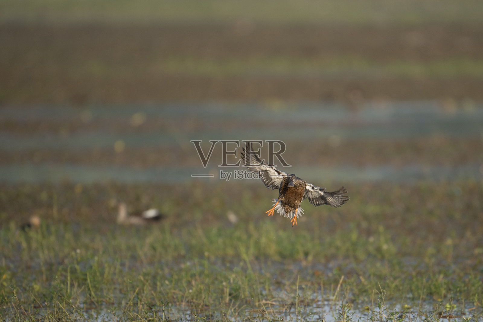 北方平尾鸭飞行照片摄影图片
