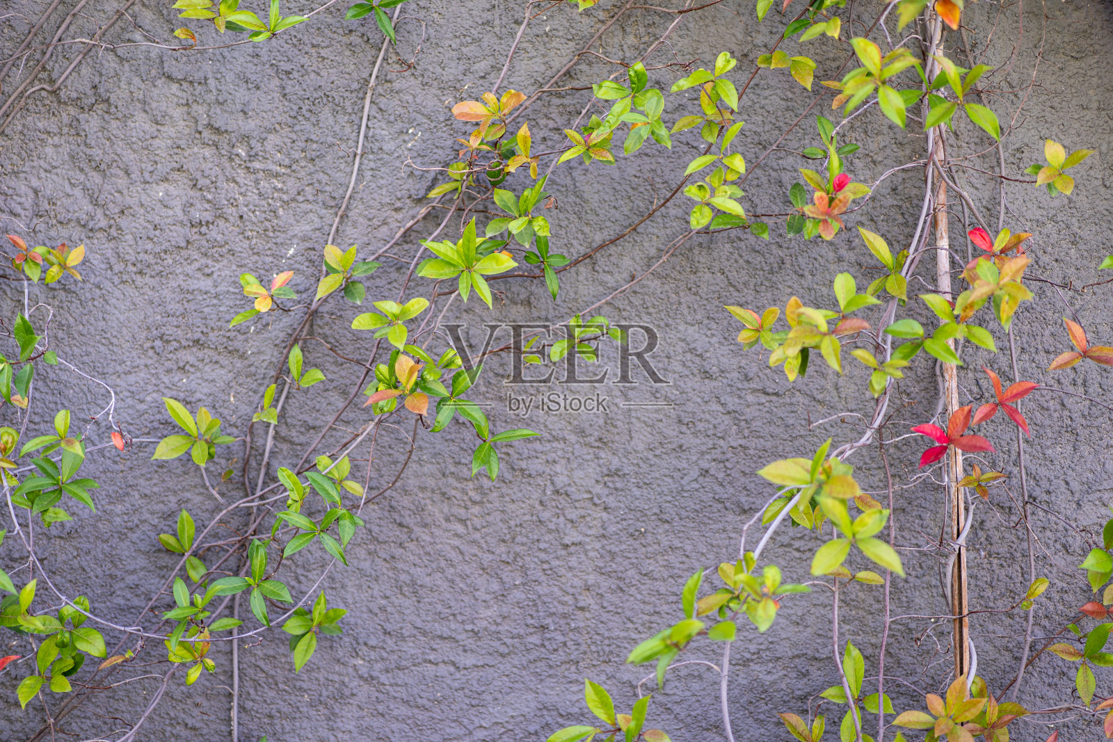 美丽的杂草丛生的墙照片摄影图片