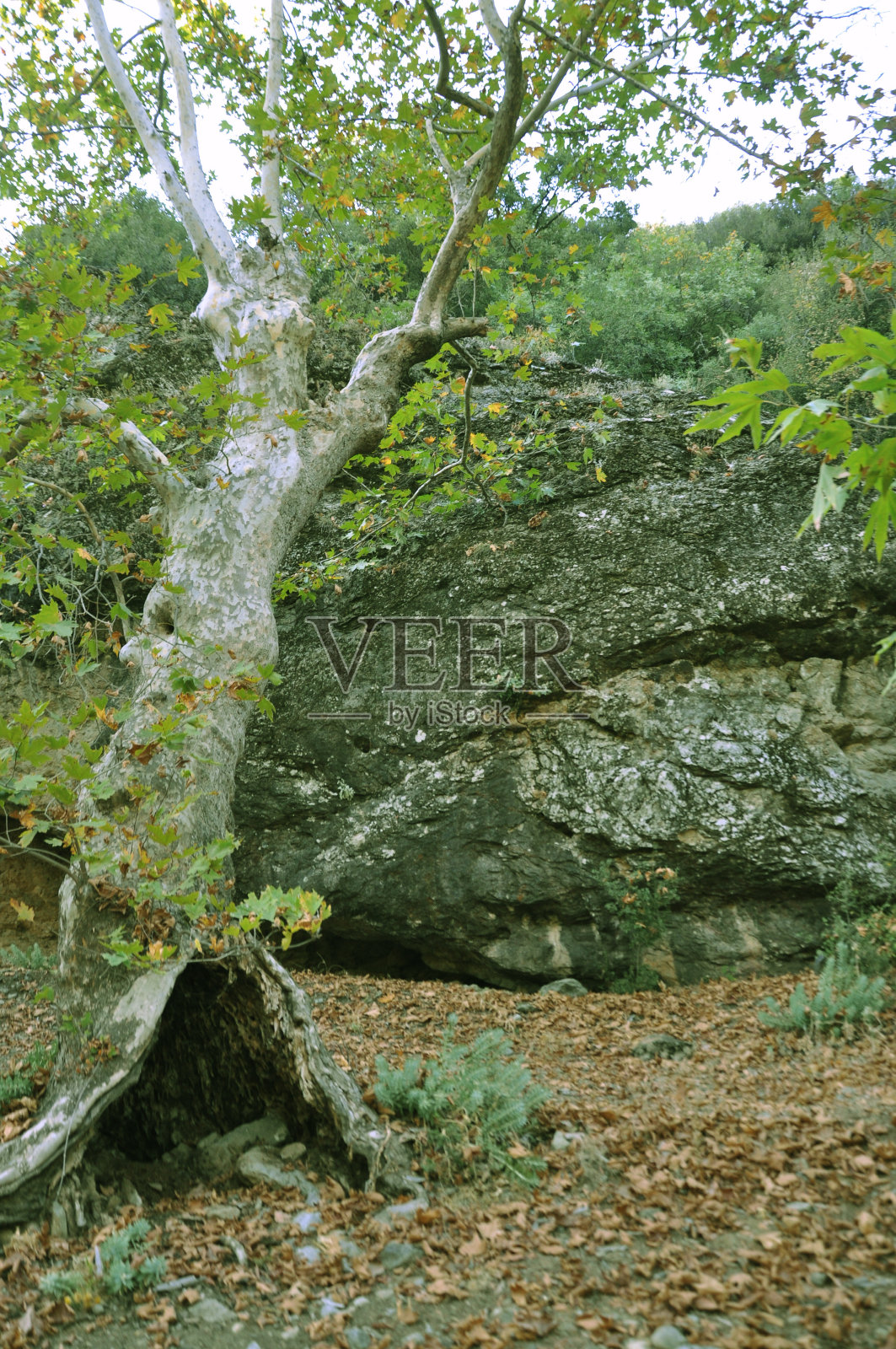 梧桐树和森林里的干树叶。照片摄影图片