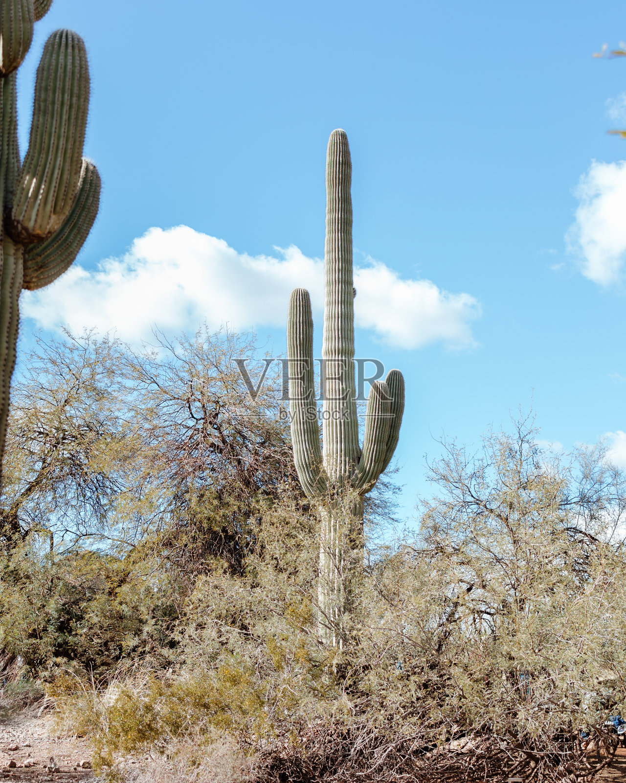 凤凰城，亚利桑那州沙漠植物园仙人掌和灌木照片摄影图片