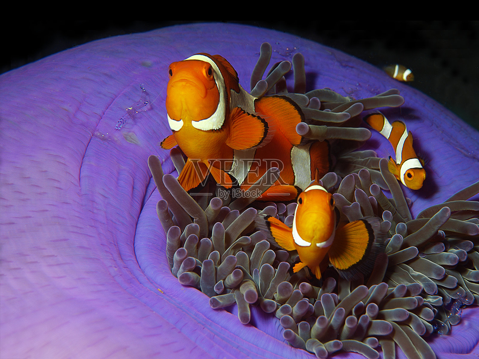 海葵鱼总是在移动:假小丑鱼在它华丽的海葵在珊瑚礁，水下摄影，拍摄于拉贾安帕，印度尼西亚。海底总动员!海葵中的小丑鱼。照片摄影图片