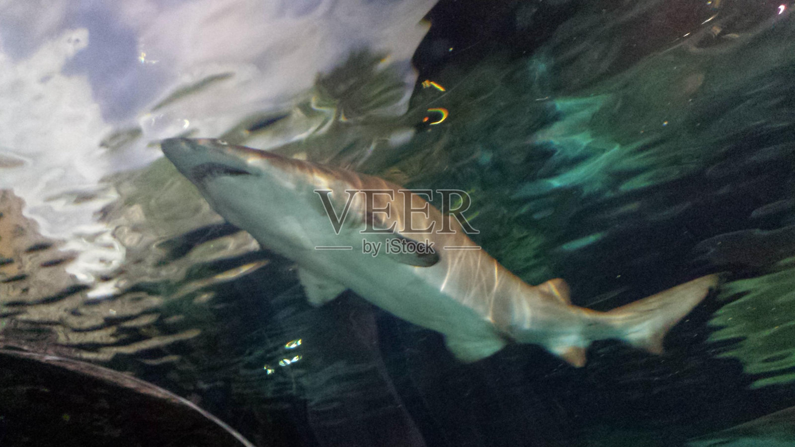 水安魂曲鲨鱼脊椎动物板形目鲨鱼鳍照片摄影图片