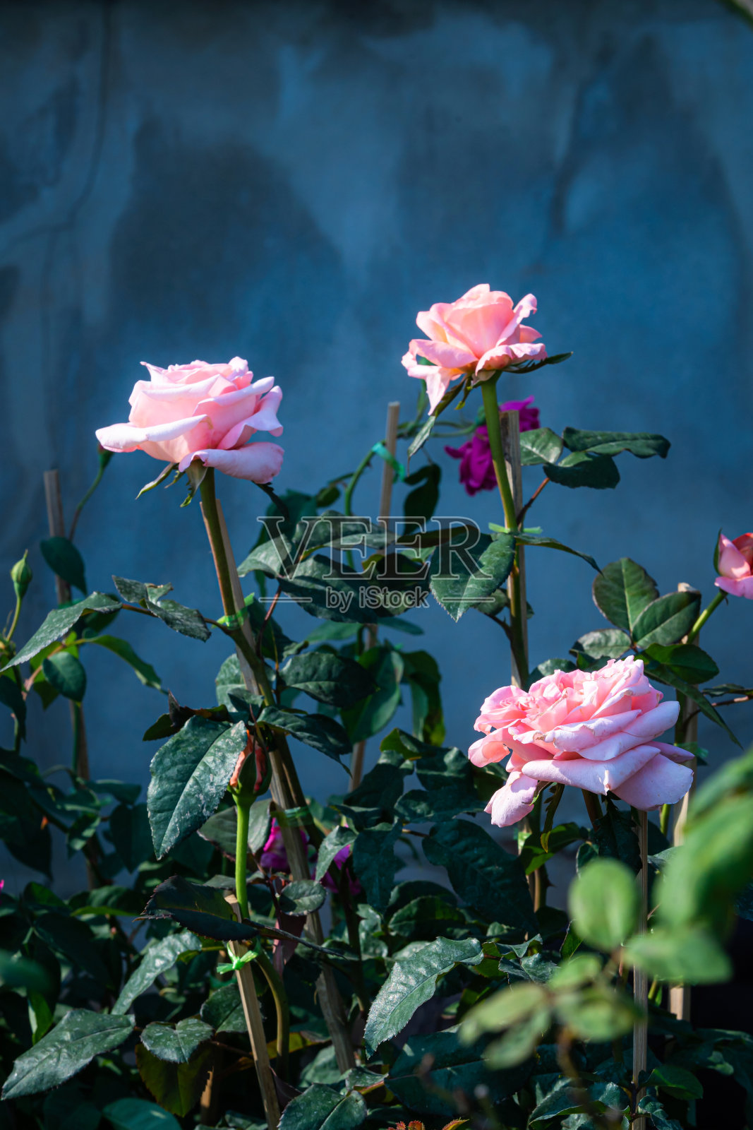 粉红玫瑰盛开在玫瑰园的绿色自然或水泥墙背景粉红玫瑰花情人节的概念照片摄影图片