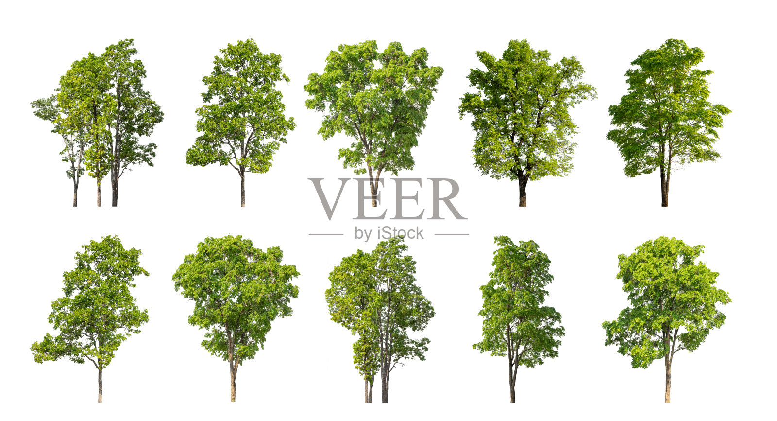 收集树从原始背景中剪切出来，并替换为白色背景，以便于选择照片摄影图片