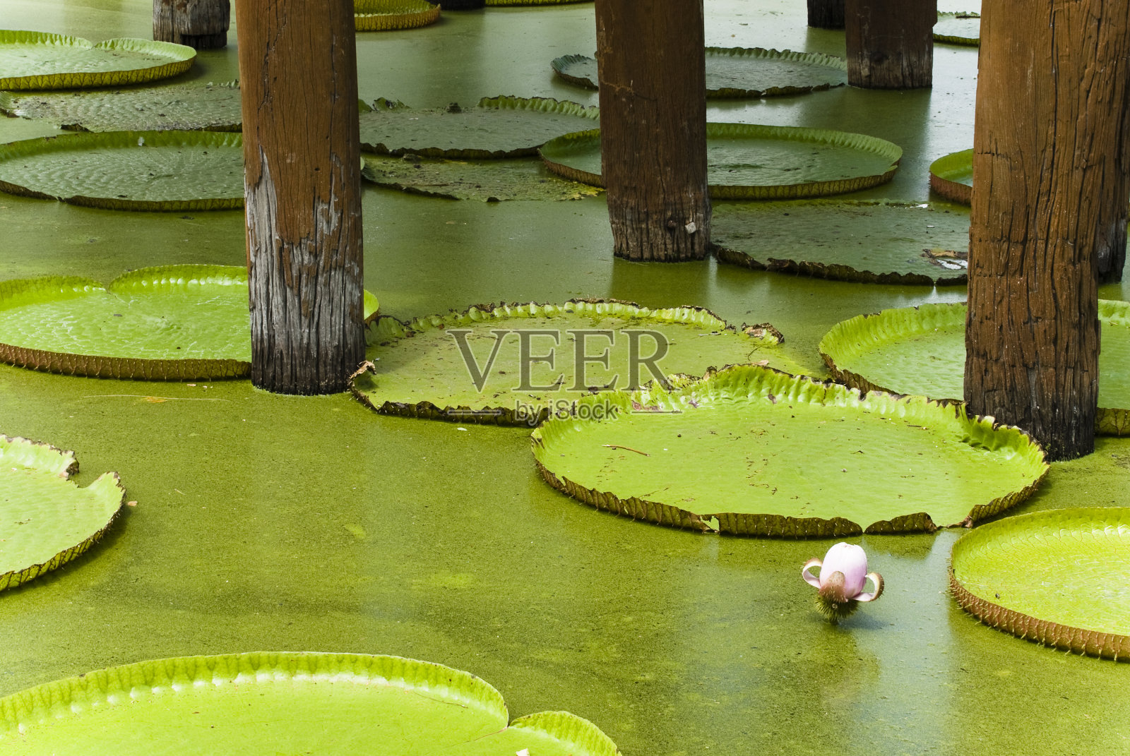被许多叶子包围的睡莲。照片摄影图片