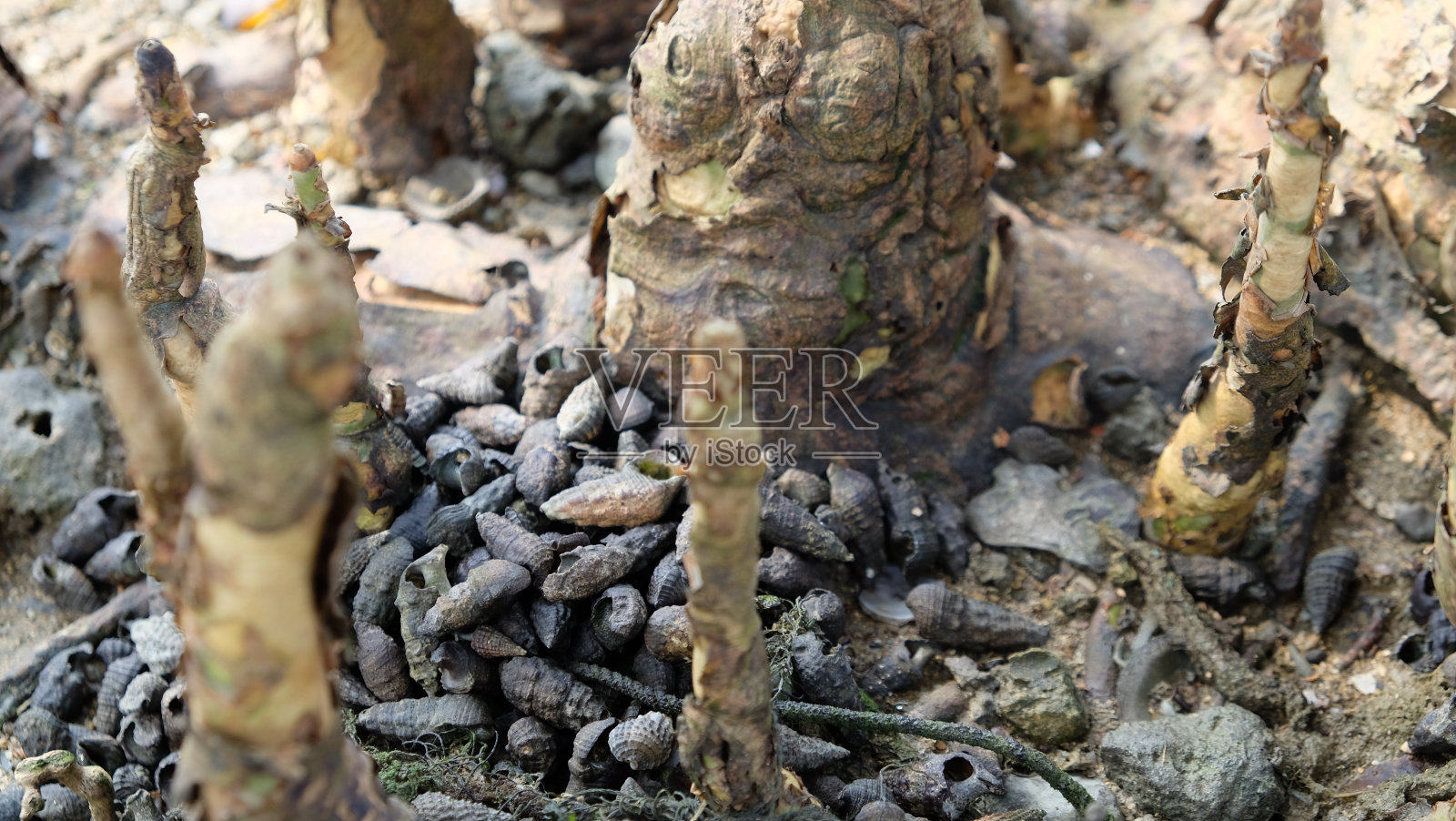 红树林根部有数百个小贝壳照片摄影图片