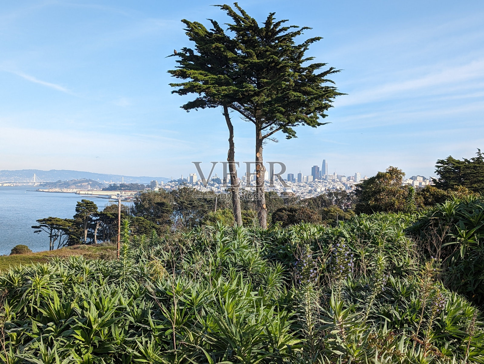 旧金山照片摄影图片