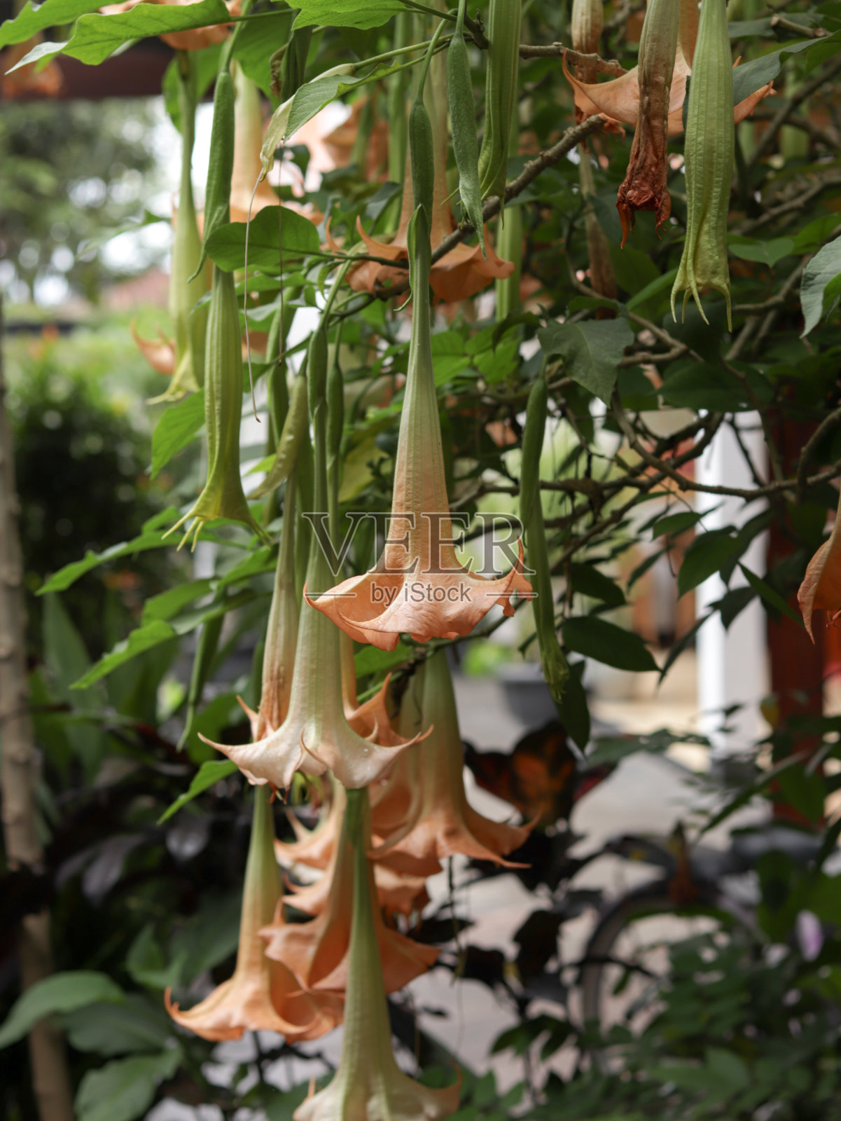 印度尼西亚的喇叭花照片摄影图片