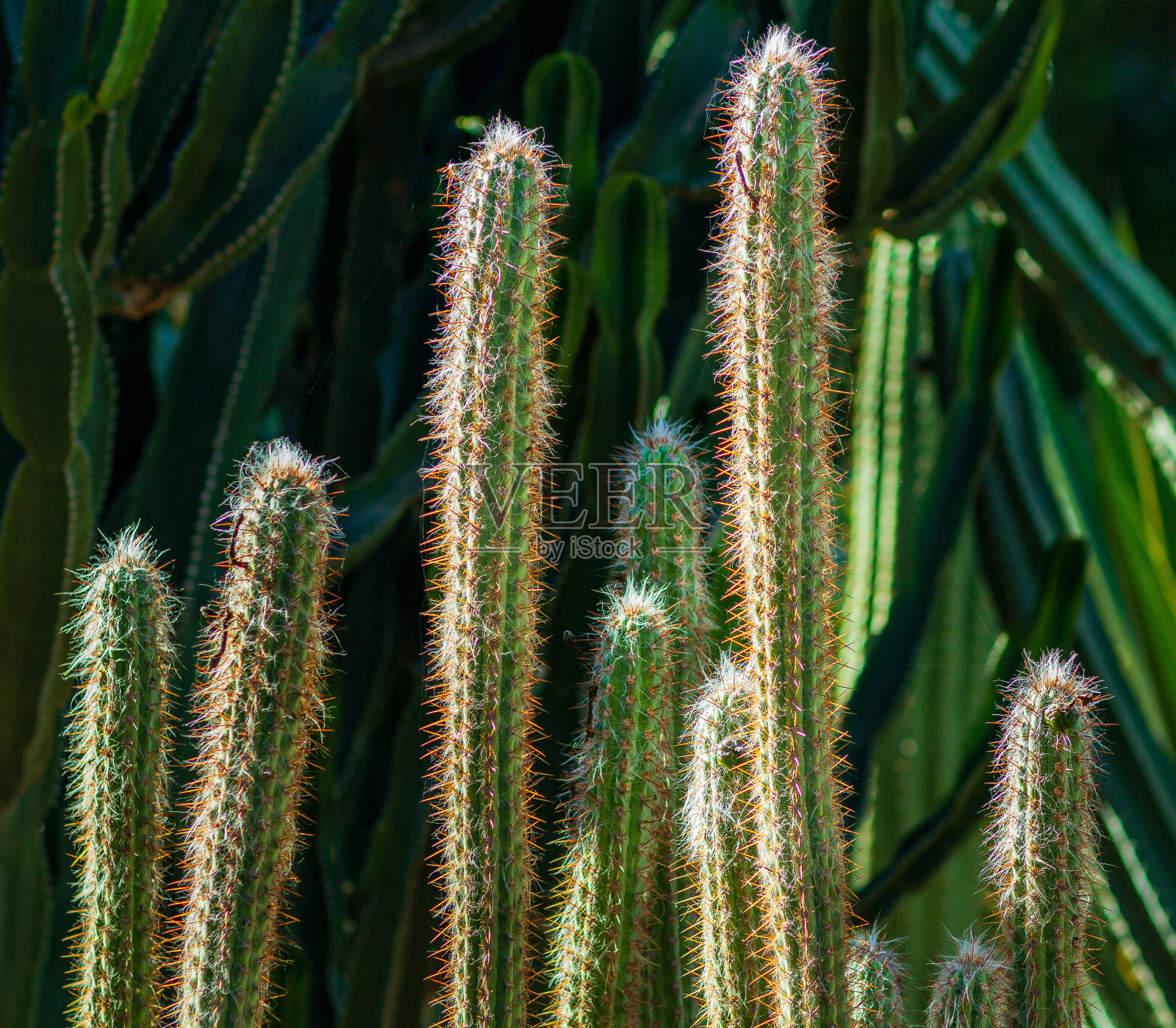 仙人掌:产自摩洛哥照片摄影图片