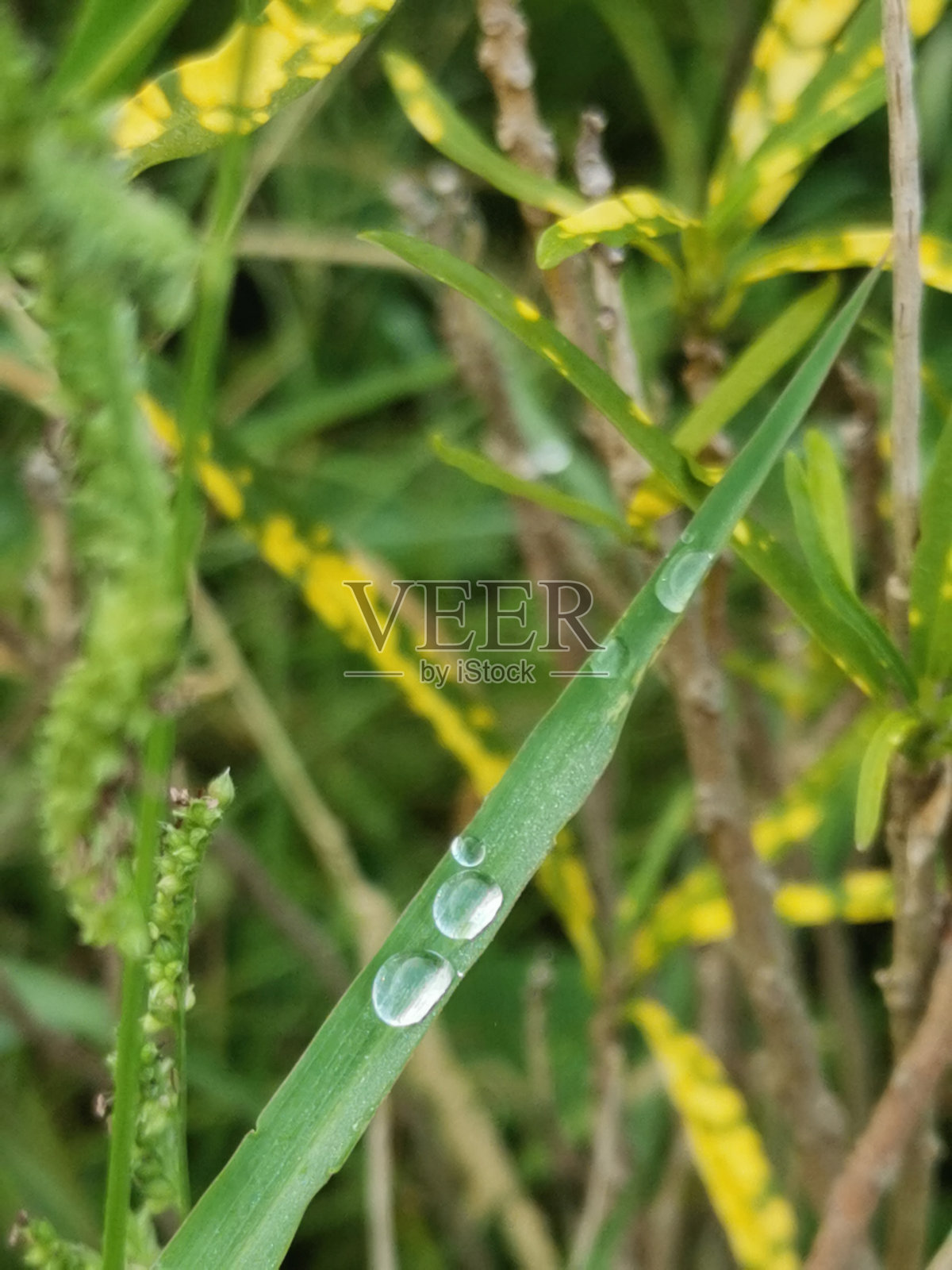 露滴照片摄影图片