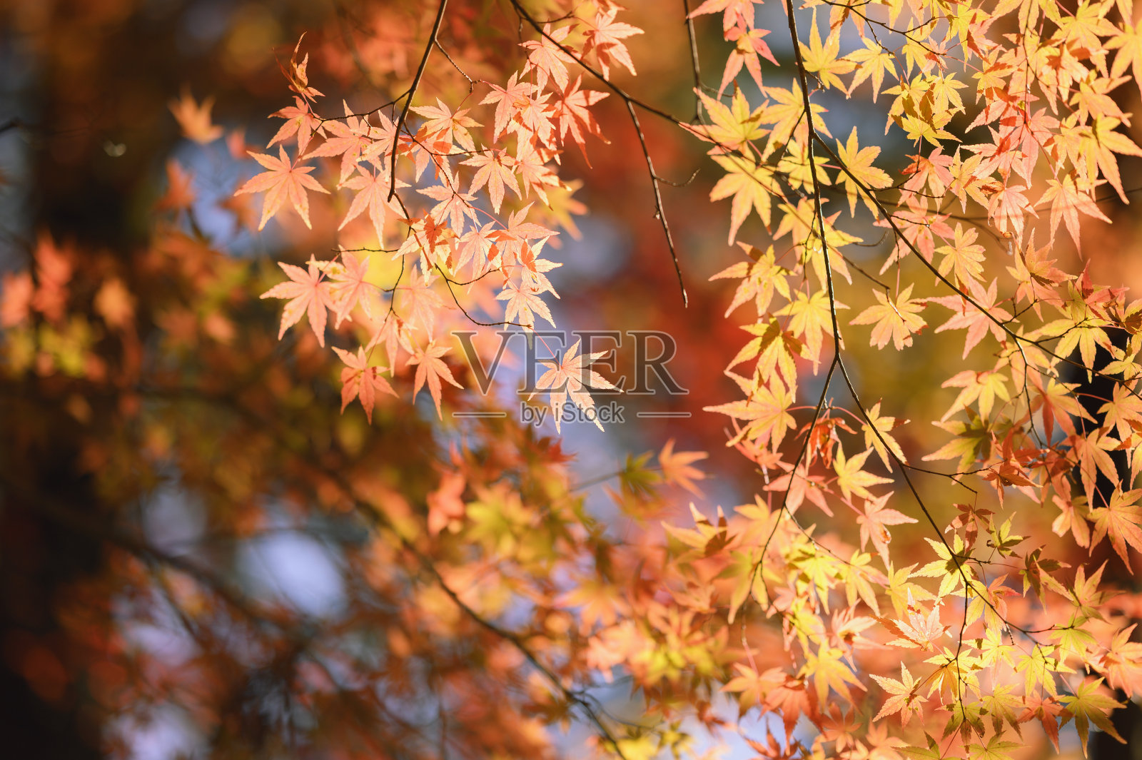 秋天的枫叶照片摄影图片