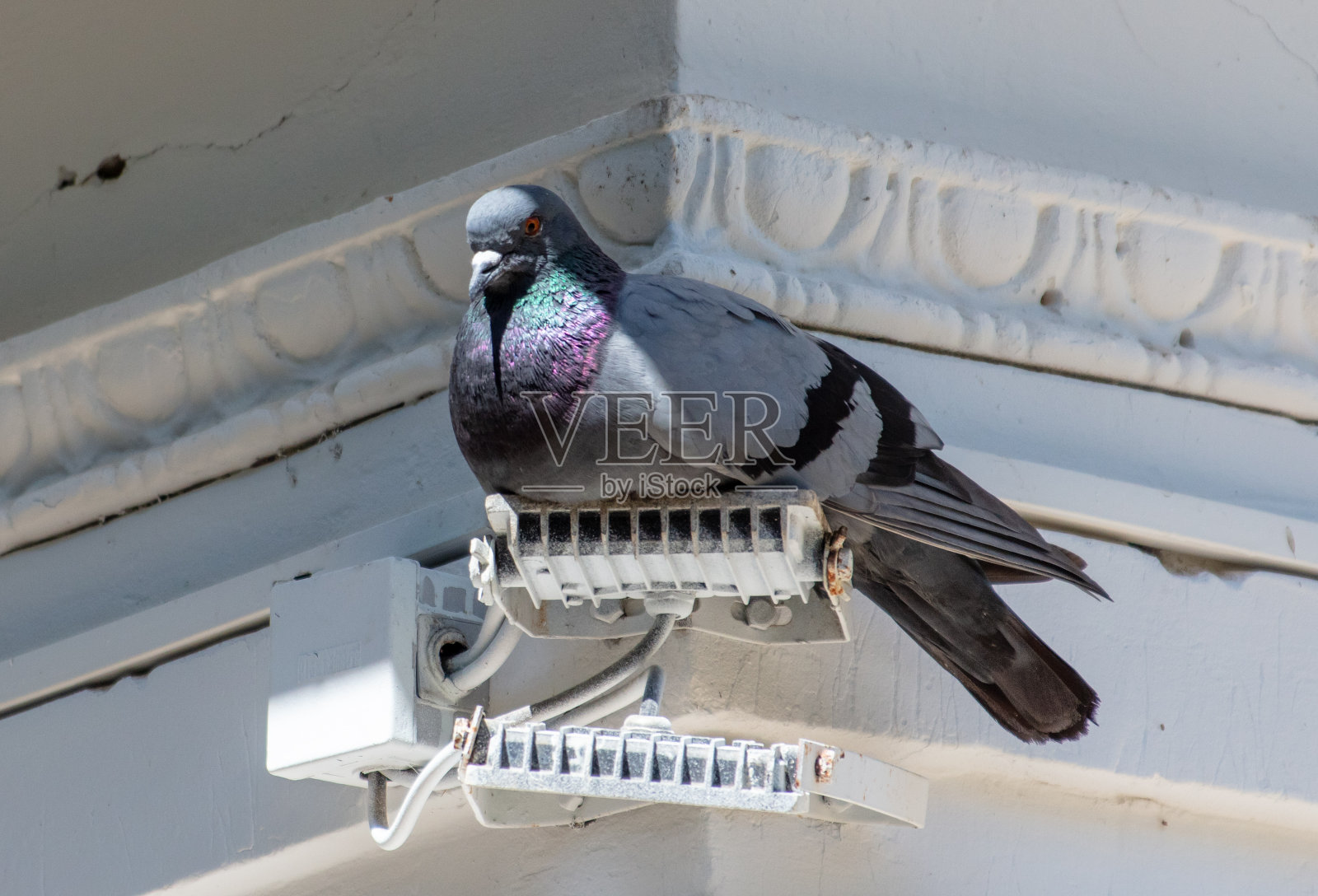 一只鸽子坐在建筑物的墙上照片摄影图片