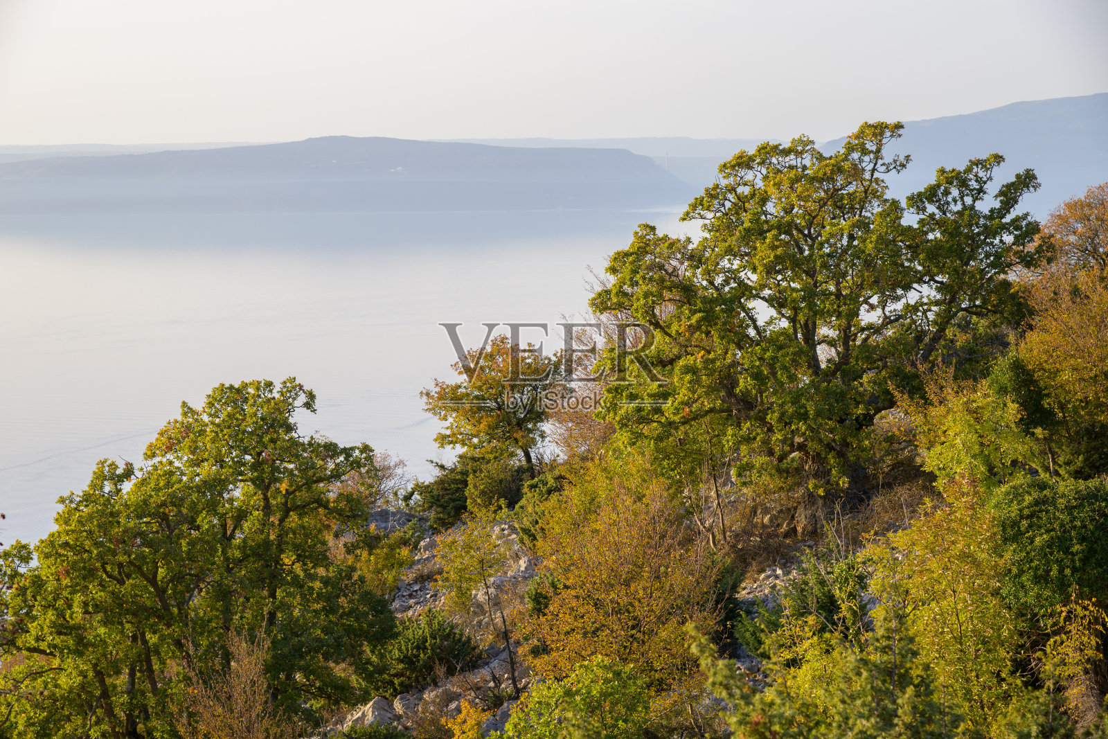 克雷斯岛傍晚的树木和灌木丛照片摄影图片