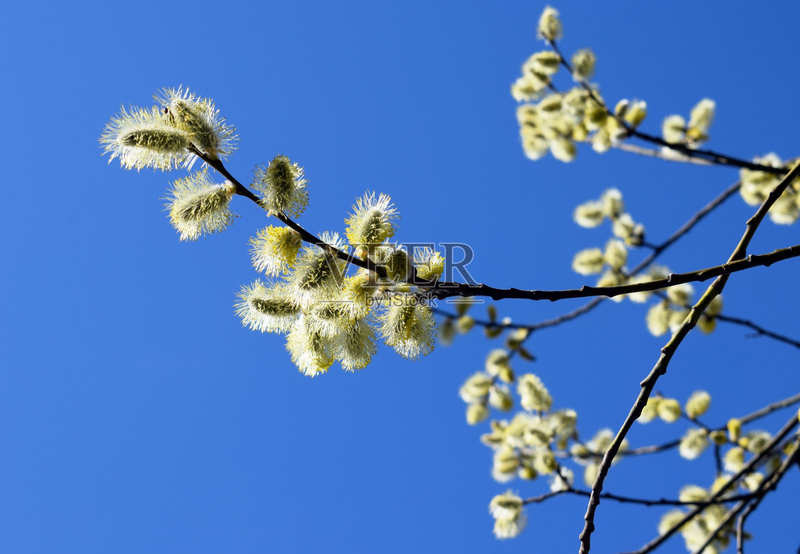 盛开的柳枝以蓝天为背景，艳阳天，春暖花开照片摄影图片