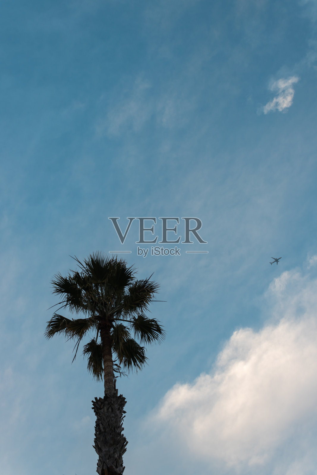 棕榈树照片摄影图片