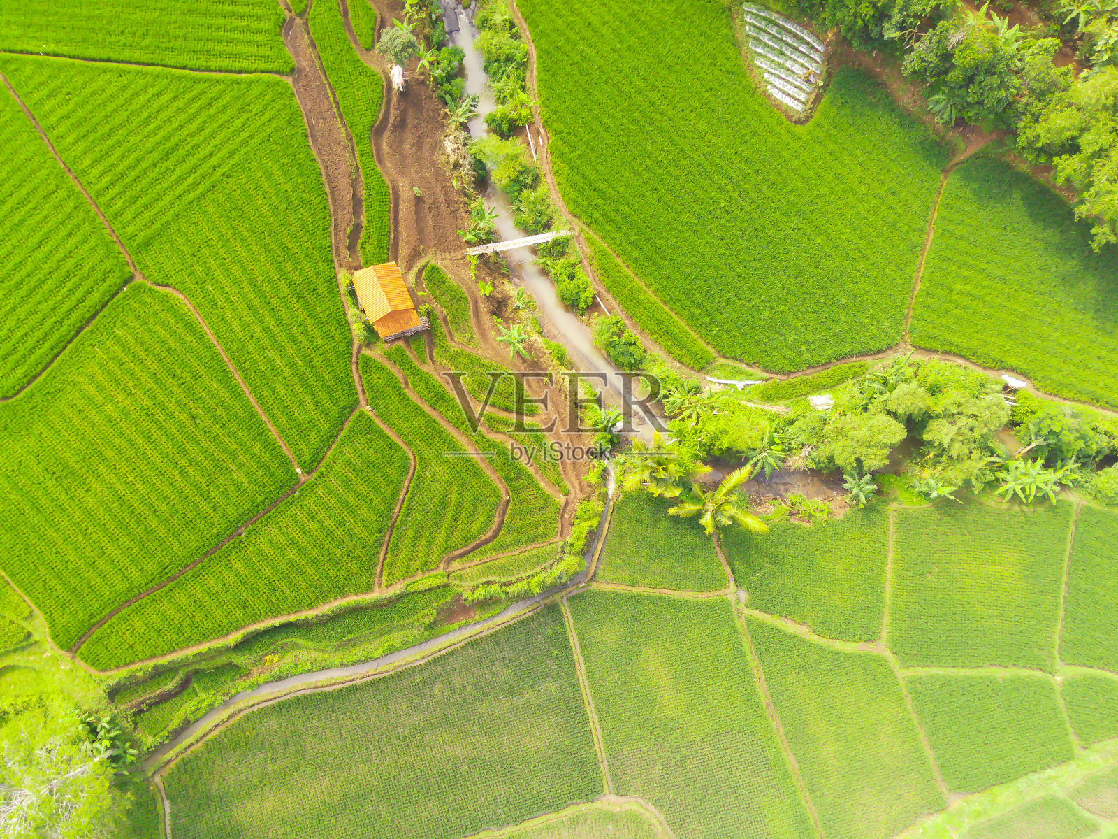 新鲜的绿色农田景观照片摄影图片