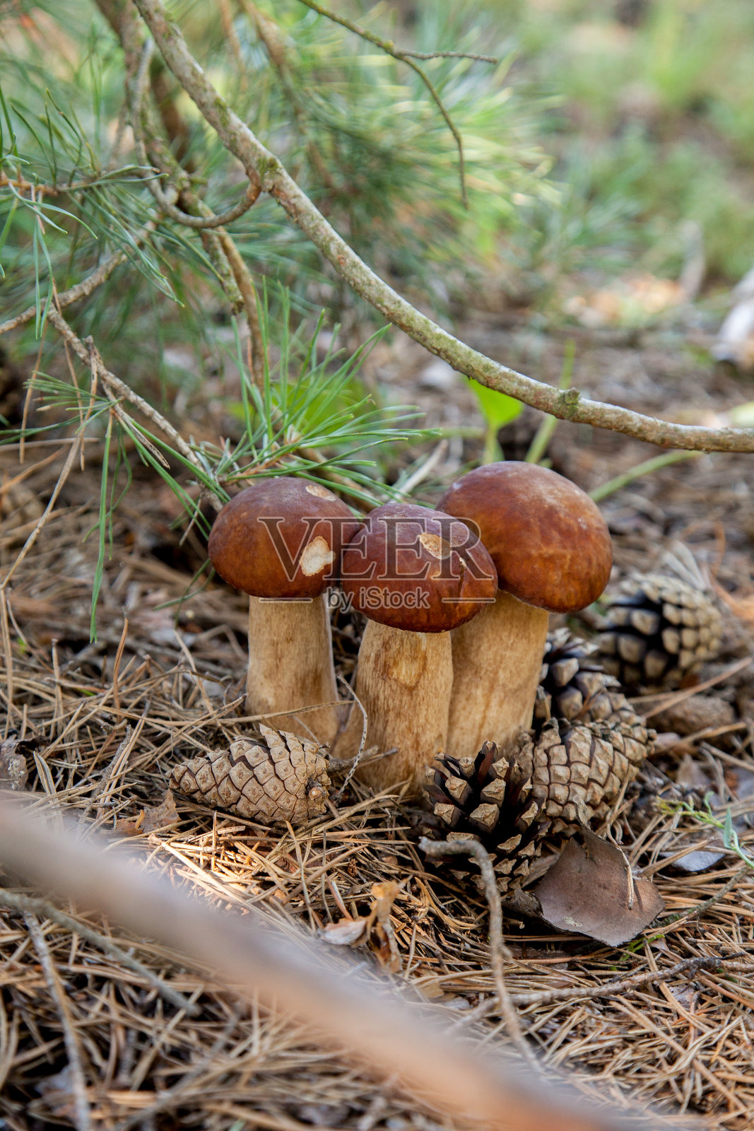 秋季生长在松林中的三重牛肝菌。照片摄影图片