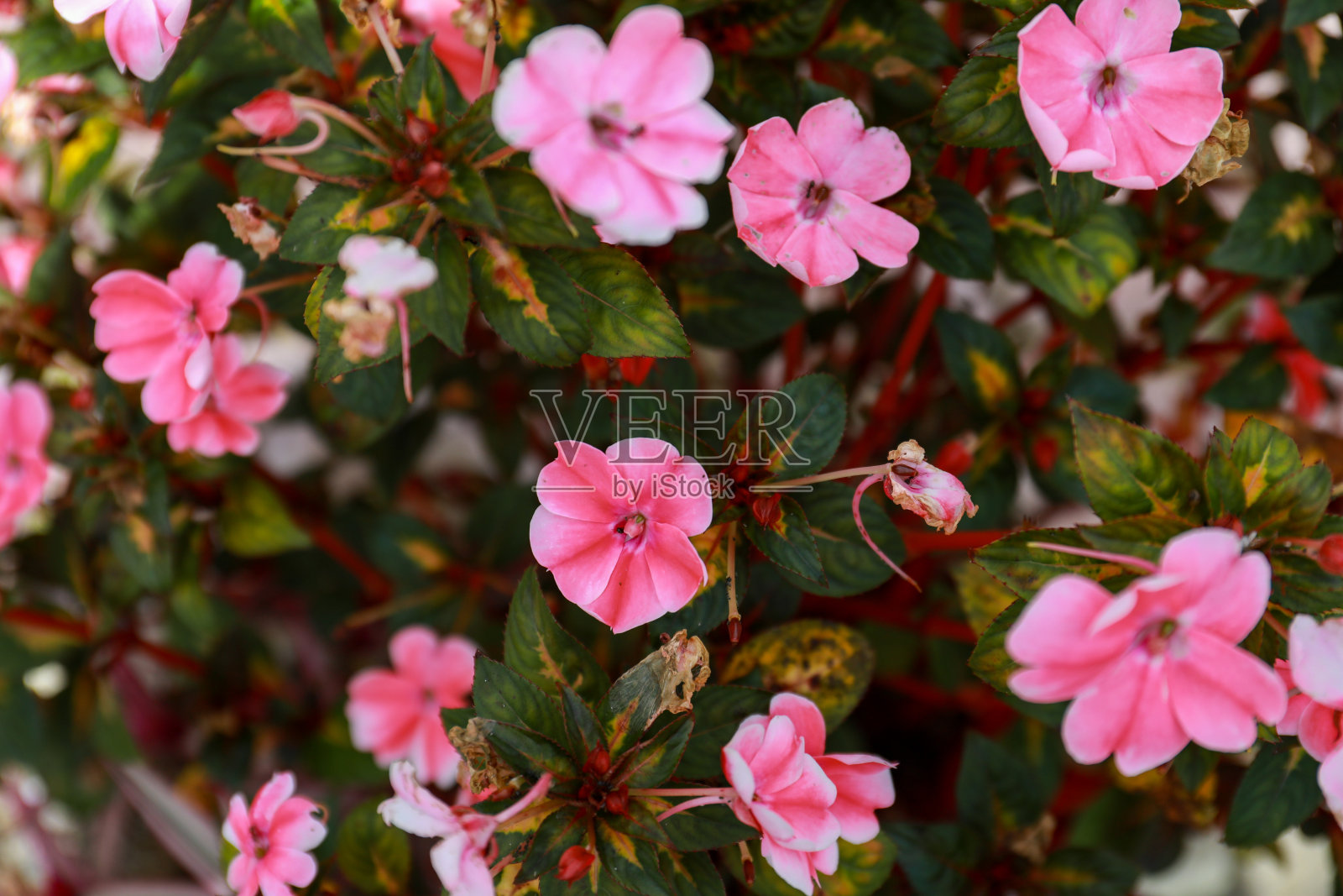 粉色不耐烦花照片摄影图片