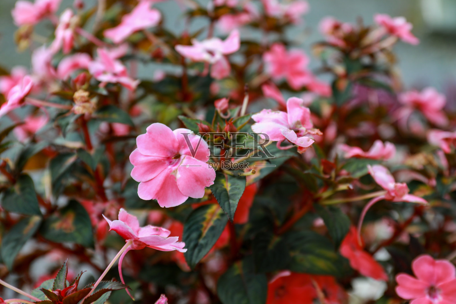 粉色不耐烦花照片摄影图片