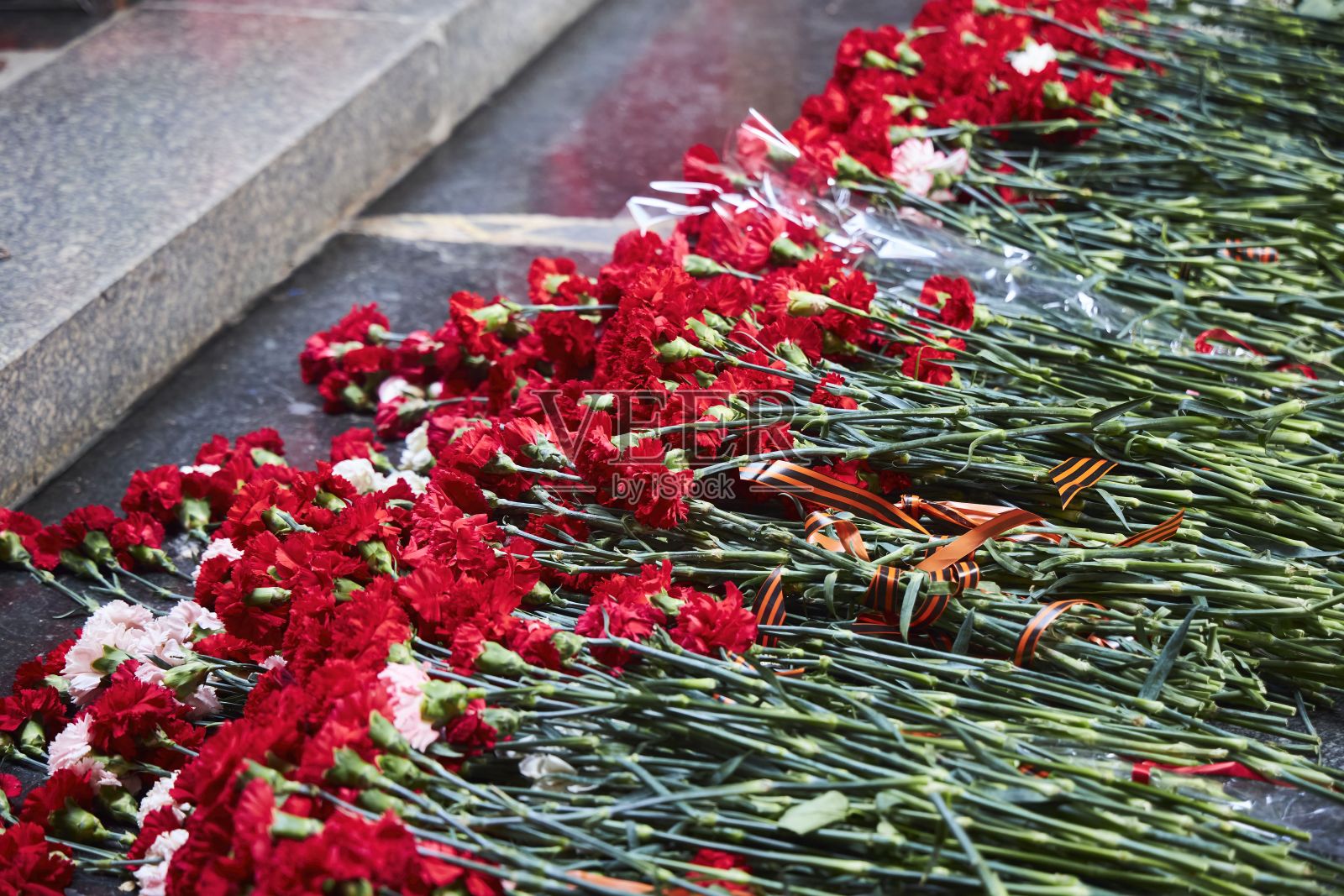 献给在第二次世界大战和卫国战争中牺牲的士兵的纪念康乃馨。照片摄影图片