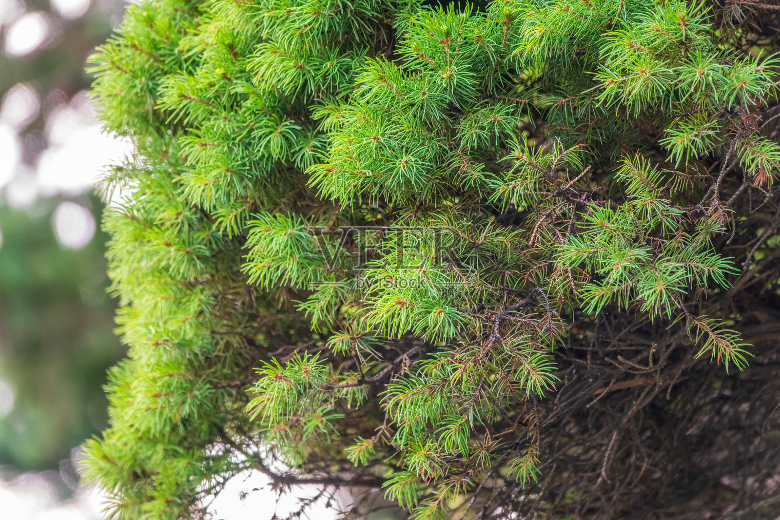 冷杉枝在夕阳的余晖中摇曳。背景是圣诞树的树枝。照片摄影图片