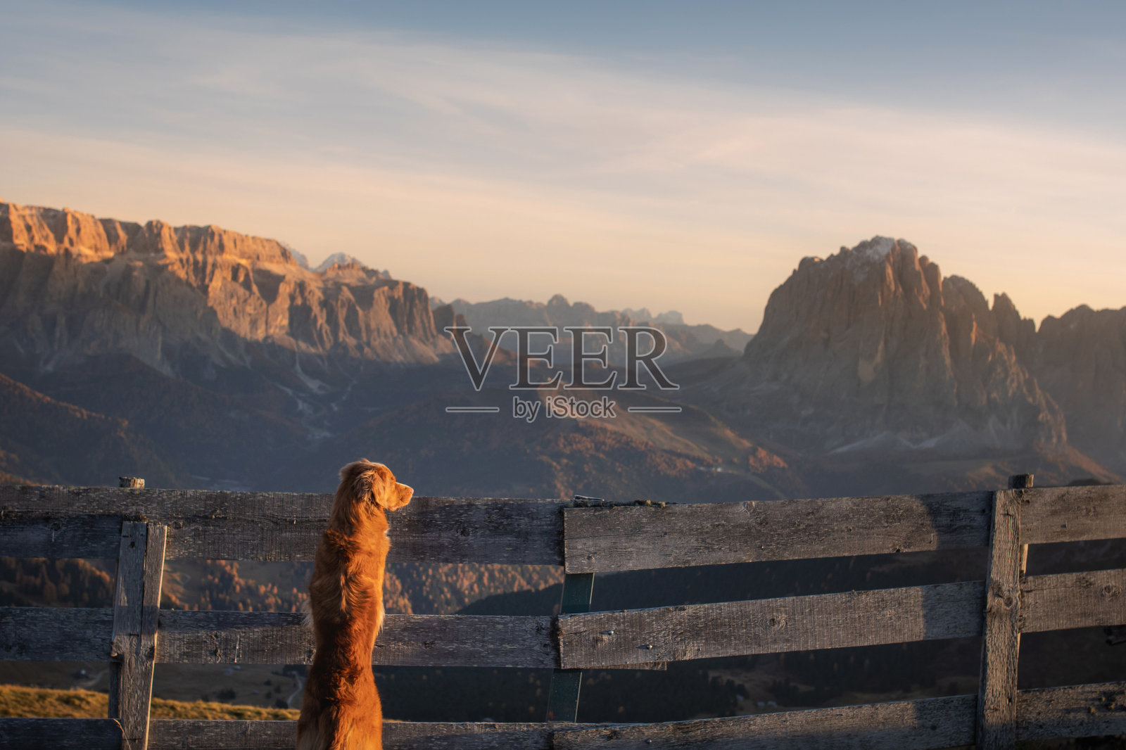 狗在山上。新斯科舍鸭鸣寻回犬在日落的岩石背景。带宠物远足照片摄影图片