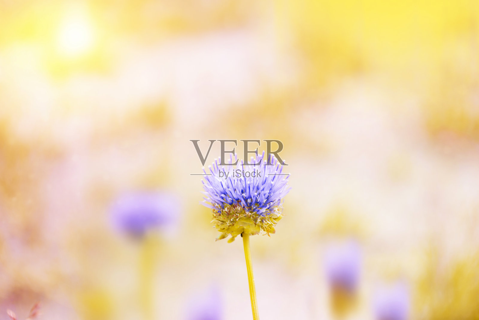 在阳光的映衬下，野草地上的粉红色花朵。秋天的背景。字段。照片摄影图片