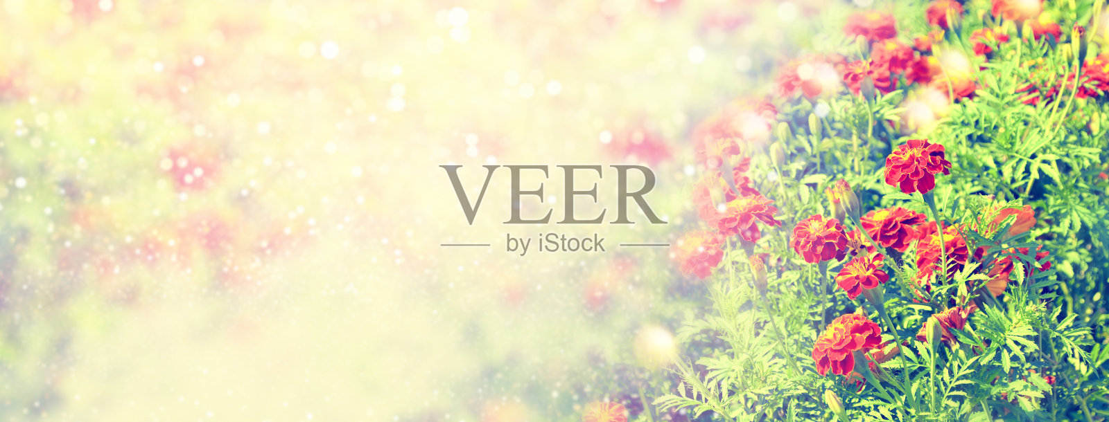 lurred。色彩鲜艳的万寿菊映衬着夏日的风景。照片摄影图片