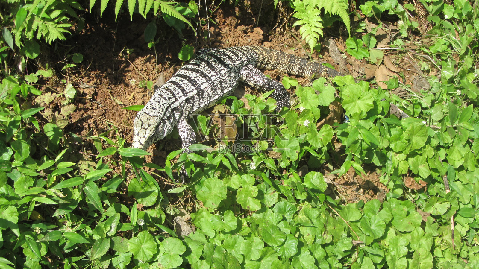 大蜥蜴Iguazú照片摄影图片