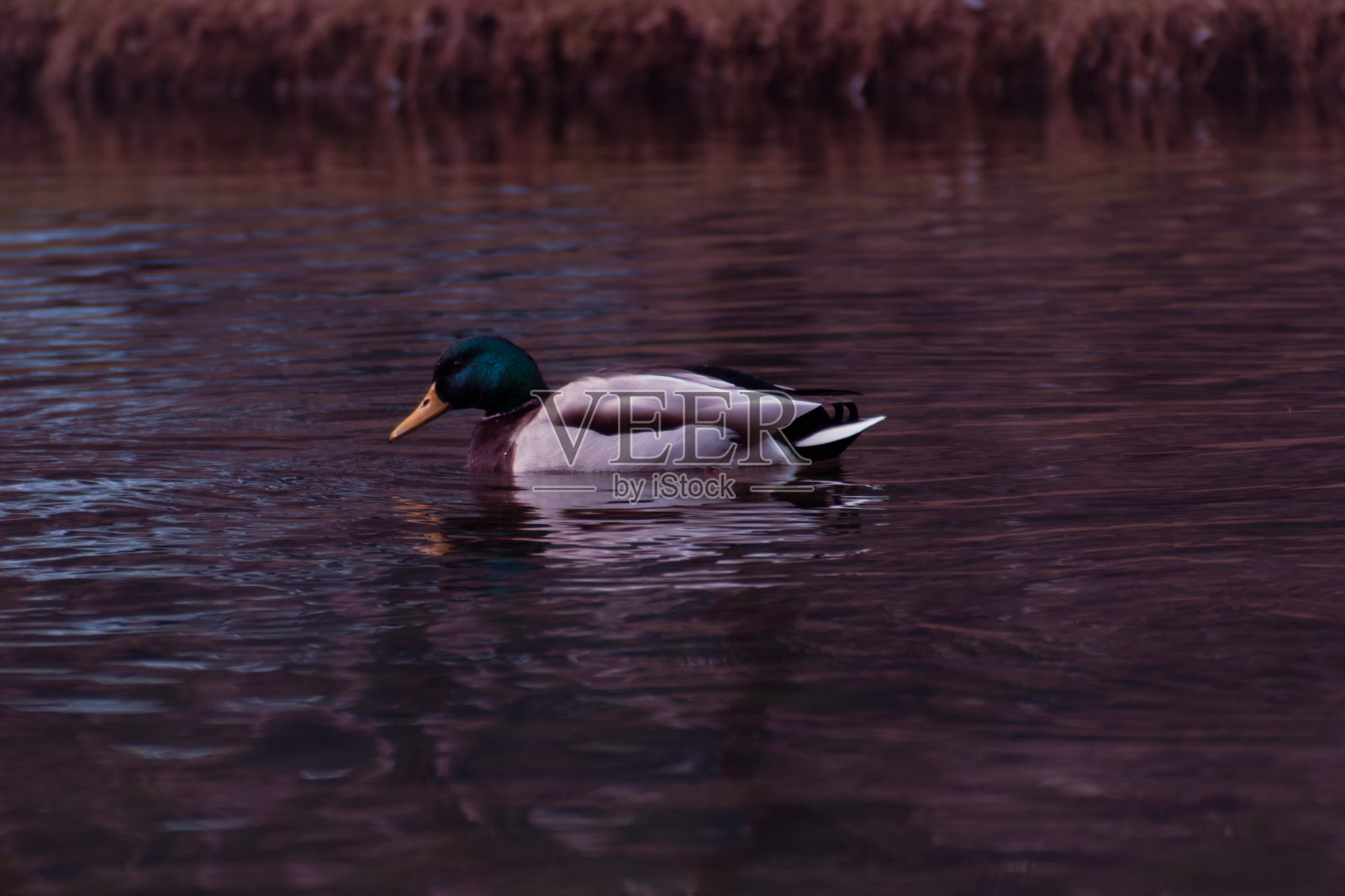 公园里湖里的鸭子照片摄影图片