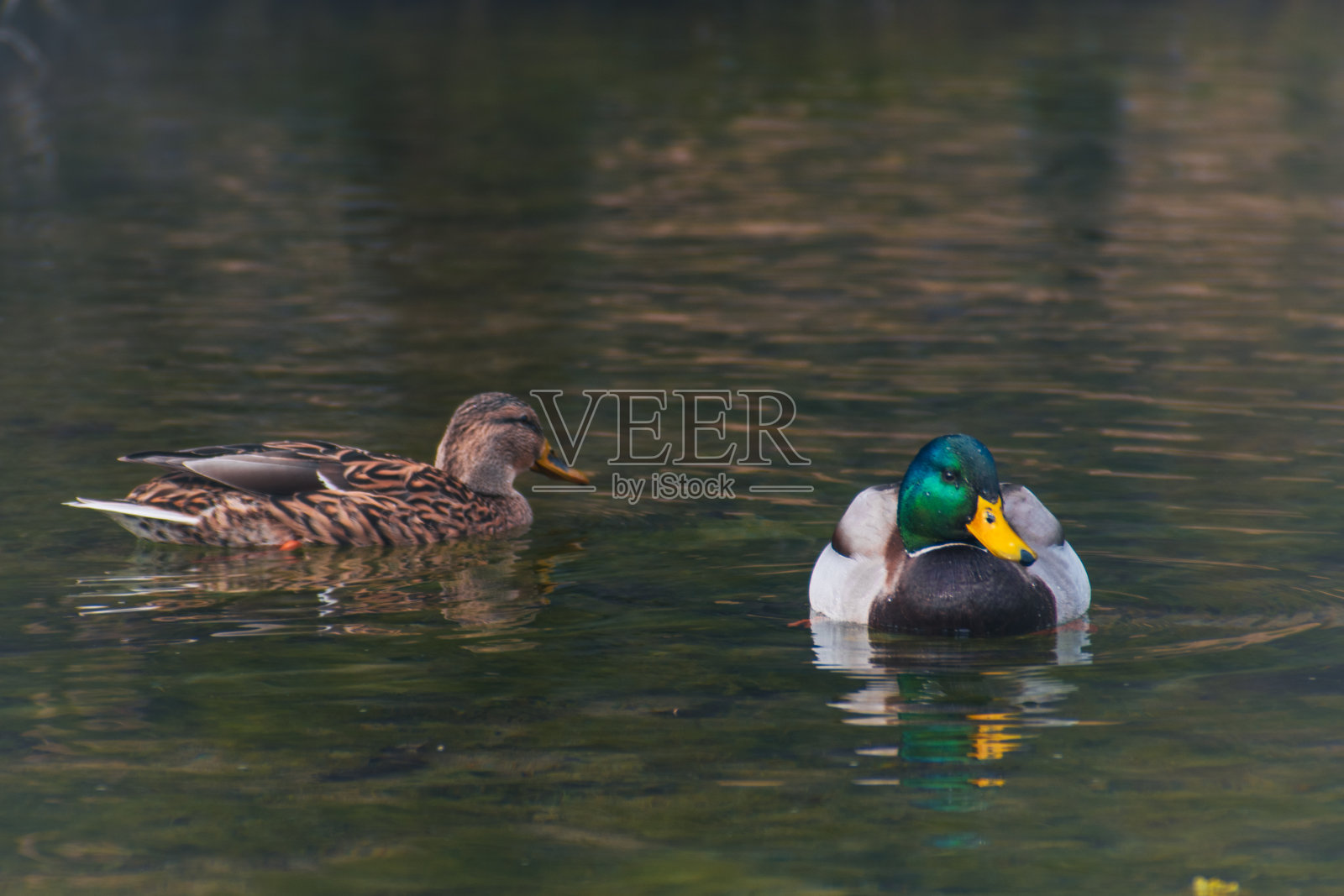 公园里湖里的鸭子照片摄影图片