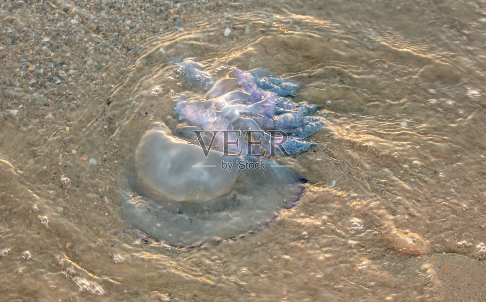 日落时海边的水母照片摄影图片