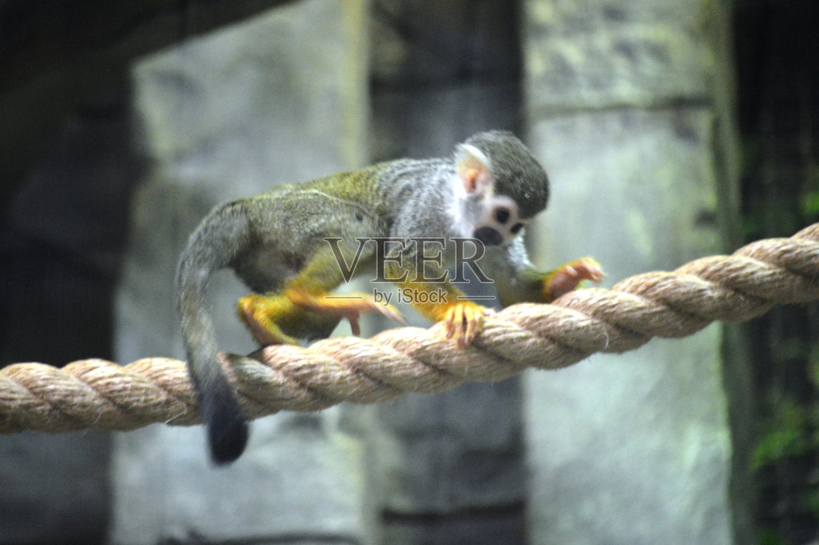 异国情调的猴子照片摄影图片